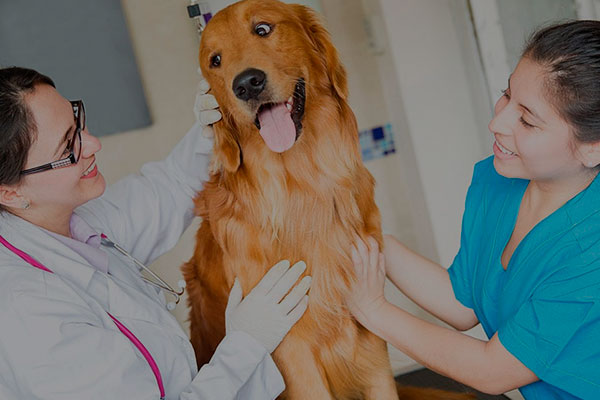 auxiliar-veterinario